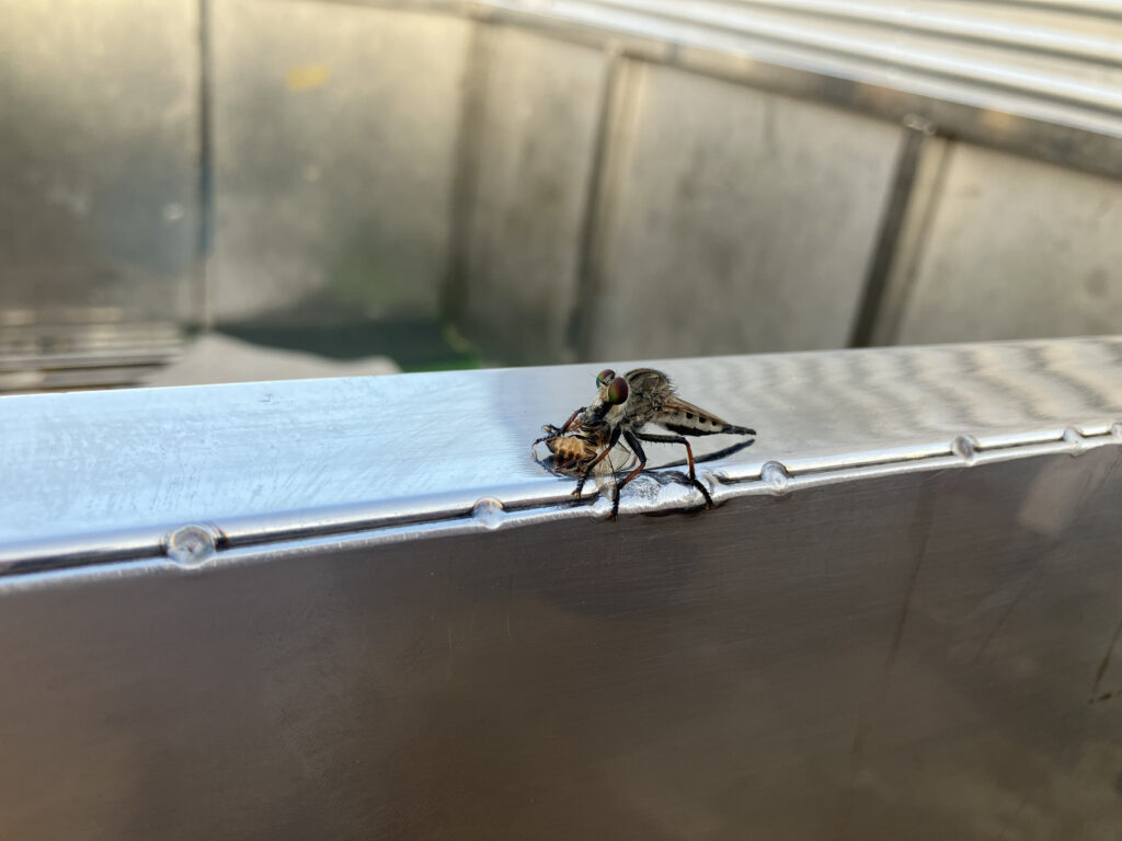 Nahaufnahme einer Raubfliege auf einem Edelstahl-Handlauf, die eine andere Fliege festhält und frisst.