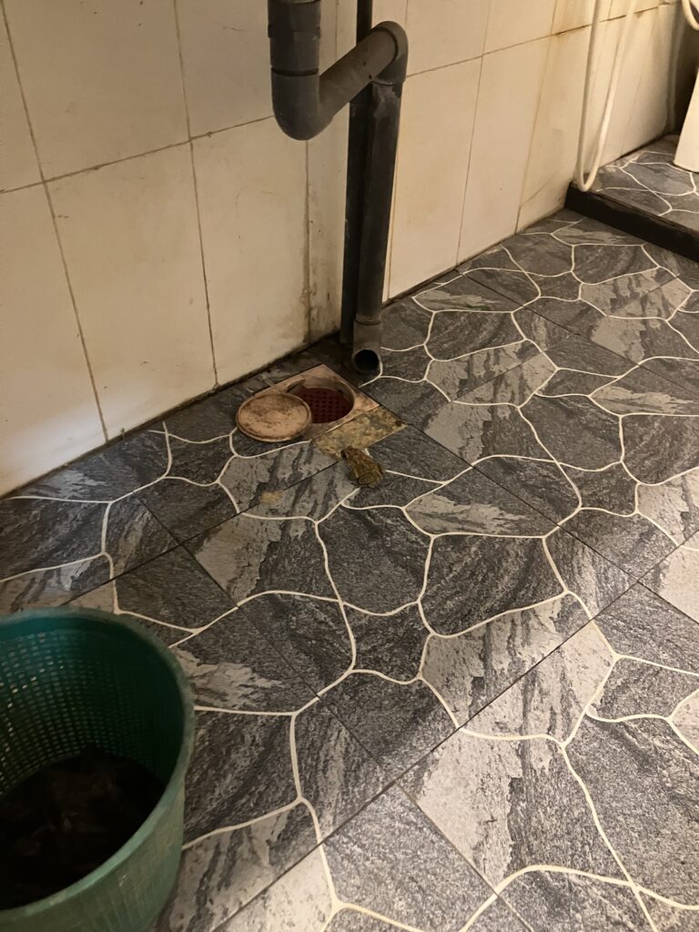 Ein schmutziger Fliesenboden mit offenem Abfluss, direkt daneben sitzt eine Kröte.