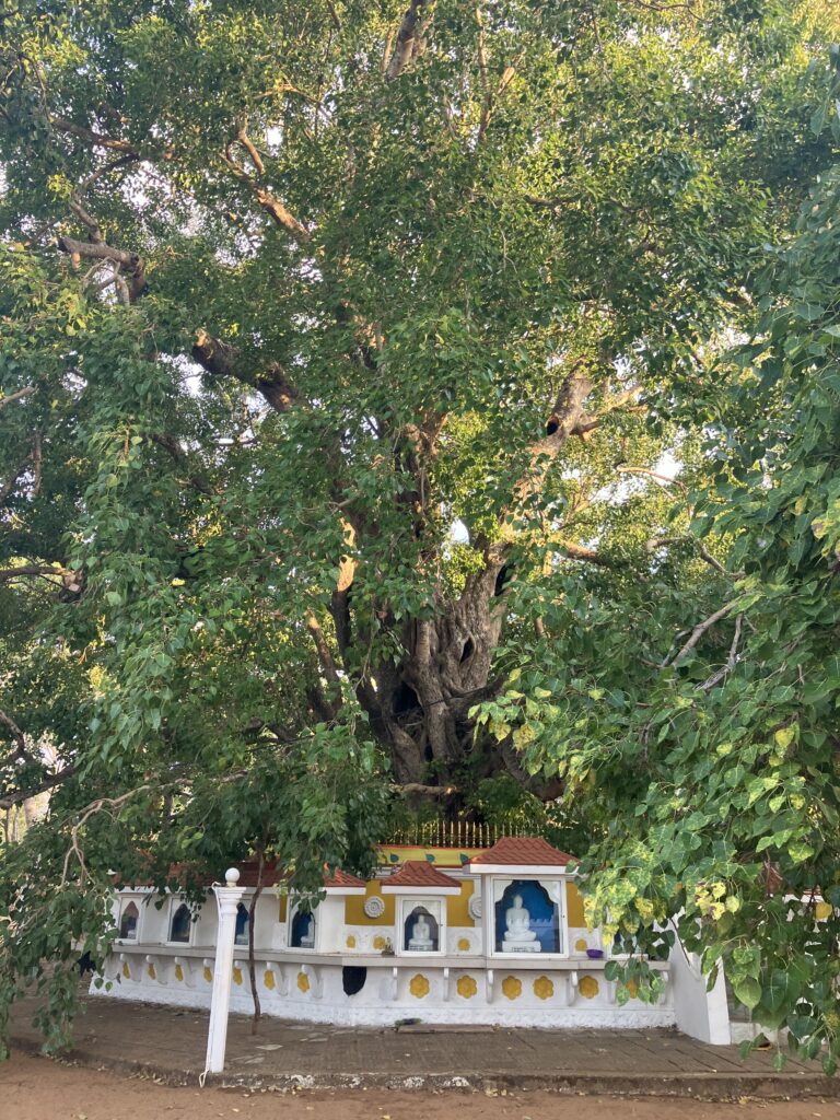 Ein sehr großer Bodhibaum über einer weiß-gelben Schreinmauer mit Buddha-Nischen.