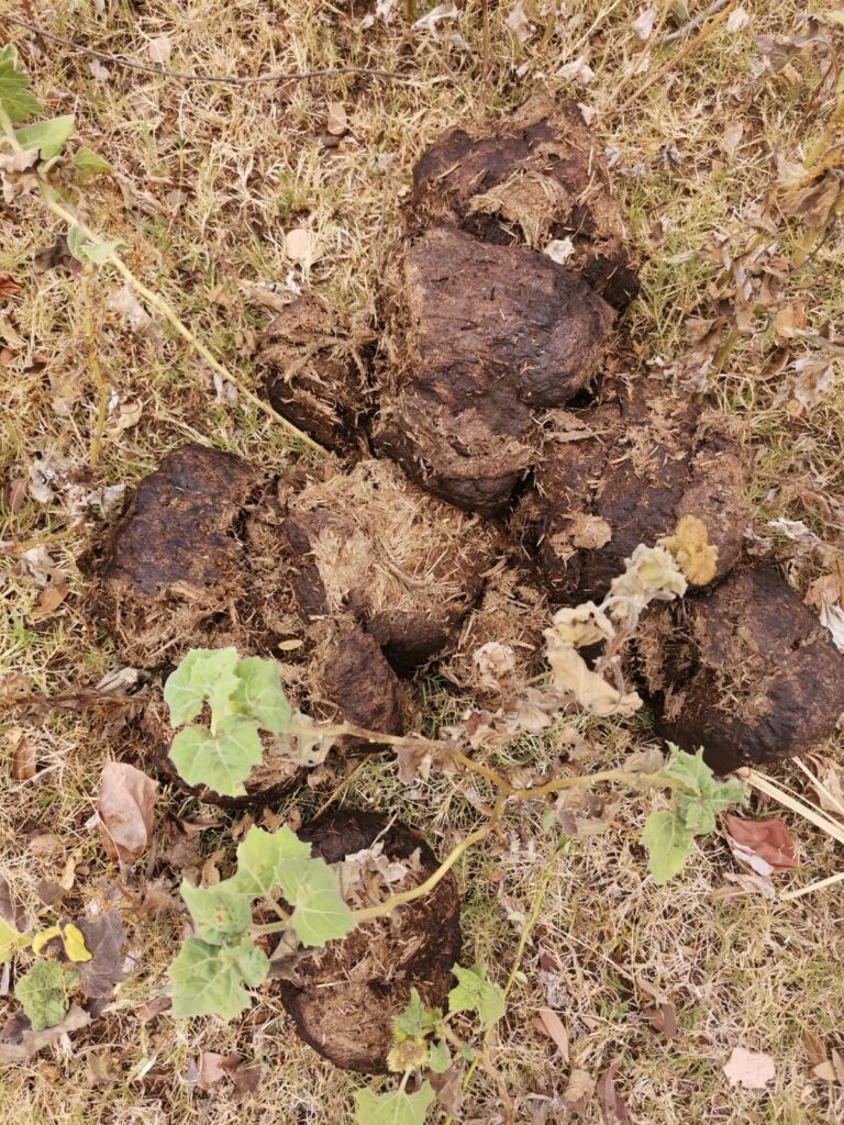 Nahaufnahme senkrecht nach unten auf einen frischen Haufen Elefantendung im trockenen Gras, sechs bis acht faustgroße Ballen aus grob zerkauten Pflanzenfasern. Eine Kletterpflanze mit frischen grünen Blättern wächst mitten hindurch.