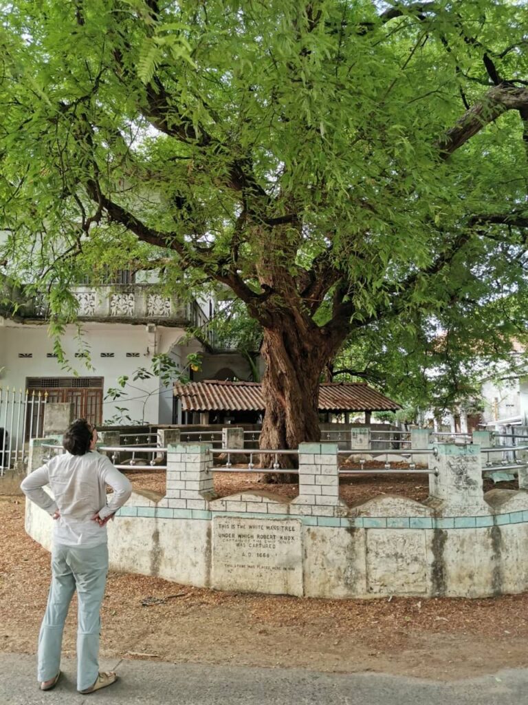 Ein mächtiger alter Tamarindenbaum hinter einer weiß gekachelten Einfassung mit Edelstahlgeländer. In die Mauer ist eine Steintafel eingelassen mit der englischen Inschrift, dies sei der Baum, unter dem Robert Knox, Kapitän des Schiffes, im Jahr 1660 gefangen genommen wurde. Links steht ein Mann von hinten, die Hände in die Hüften gestemmt.