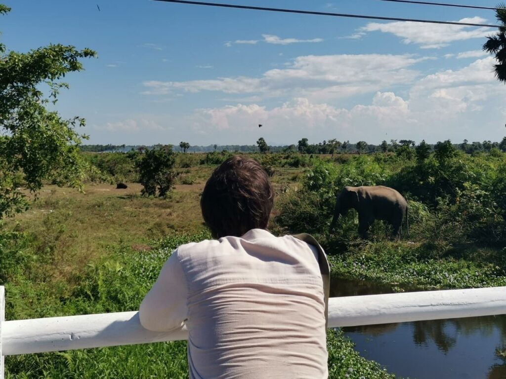 Eine Person stützt sich von hinten gesehen auf ein weißes Brückengeländer und blickt über einen Wasserlauf zu einem Elefanten im Grün.