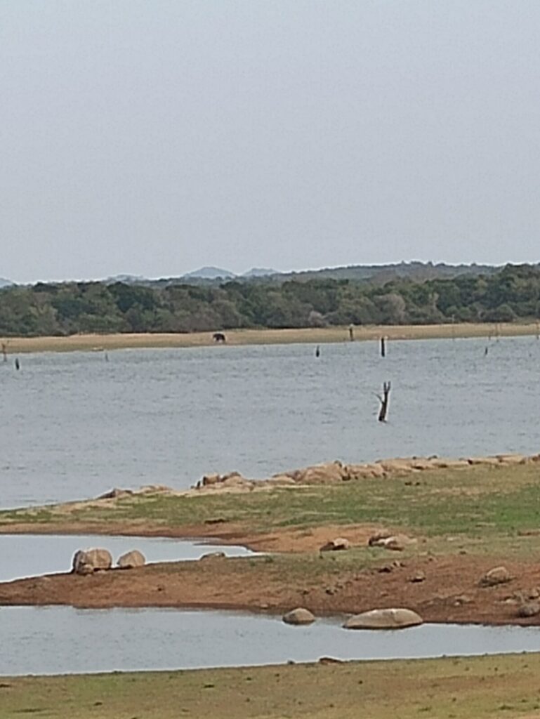 Stark gezoomte, dadurch weiche Aufnahme über das Wasser eines Stausees. Auf einer Sandbank im Hintergrund steht ein einzelnes großes dunkles Tier mit gedrungenem Rumpf und gesenktem Kopf. In der Bildmitte ragt ein gegabelter toter Stamm aus dem Wasser.